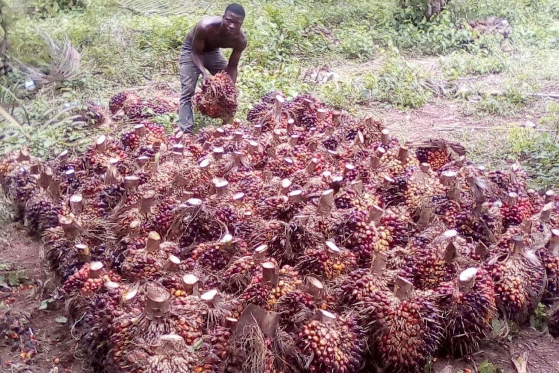 Production des noix de palme